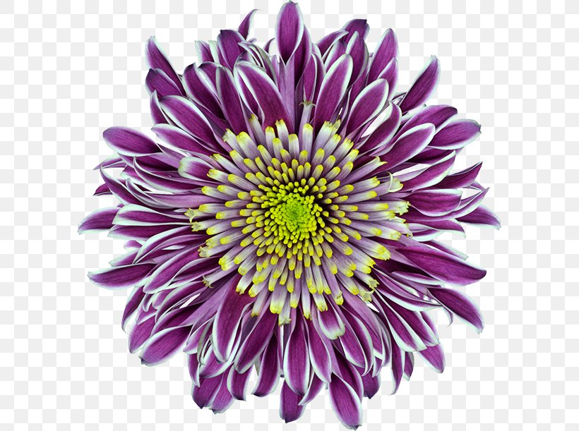 Chrysanthemum Purple Innovation Flower, PNG, 601x611px, Chrysanthemum, Annual Plant, Aster, Chrysanths, Cut Flowers Download Free