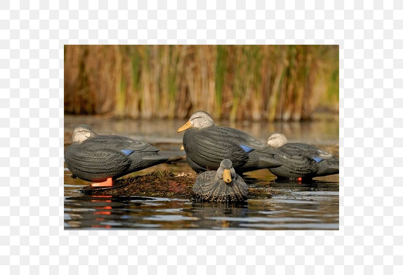 Cormorant Beak Seabird Pond, PNG, 560x560px, Cormorant, Animal, Beak, Bird, Fauna Download Free
