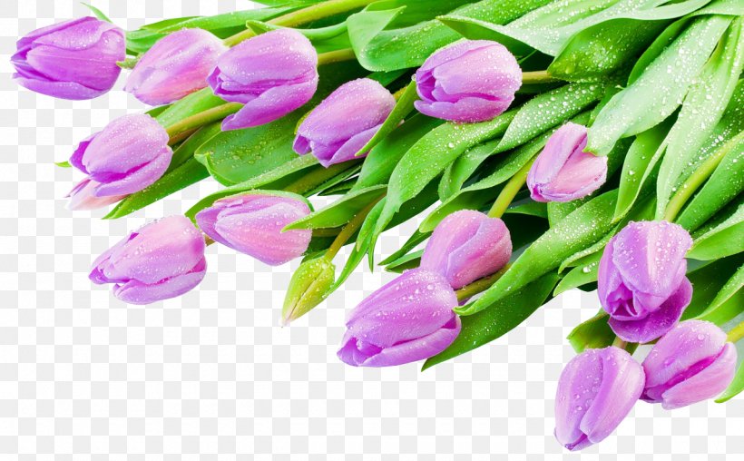 Indira Gandhi Memorial Tulip Garden, PNG, 1280x793px, Indira Gandhi Memorial Tulip Garden, Bud, Cut Flowers, Flower, Flowering Plant Download Free