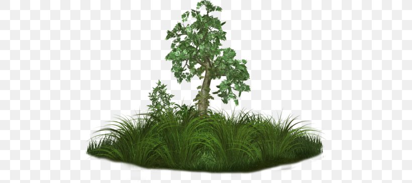 Tree Shell Shocked Song, PNG, 500x366px, Tree, Evergreen, Flowerpot, Grass, Herbaceous Plant Download Free