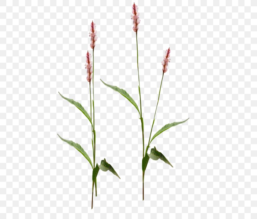 Flower Stem, PNG, 517x699px, Blog, Flower, Grass, Grass Family, Pale Smartweed Download Free
