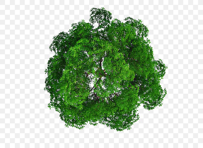 Green Leaf Plant Grass Tree, PNG, 800x600px, Green, Aquarium Decor, Flower, Grass, Leaf Download Free