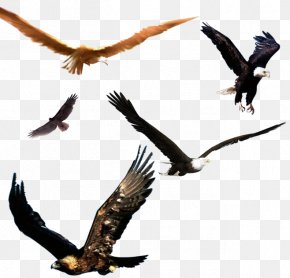Eagle - Bald Eagle Bird Flight PNG