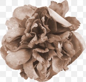 Beautiful Bouquet Background Image - Flower Bouquet PNG