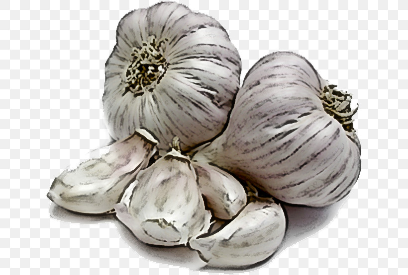 Garlic Helminthiasis Parasitism Health Garlic Oil, PNG, 639x554px, Garlic, Ascariasis, Detoxification, Garlic Oil, Giant Roundworm Download Free