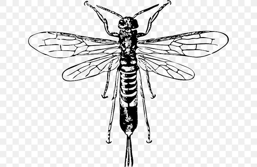 Hornet Bee Insect Horntail Clip Art, PNG, 640x531px, Hornet, Arthropod, Artwork, Bee, Beneficial Insects Download Free