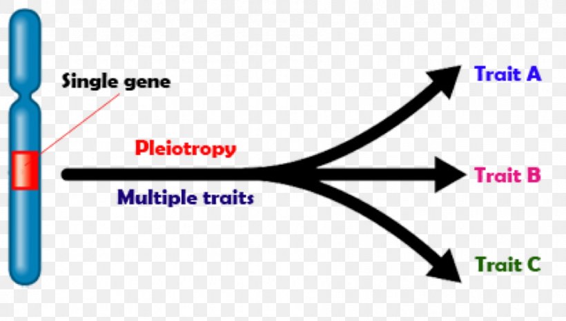 Pleiotropy Genetics Phenotype Biology, PNG, 895x509px, Pleiotropy, Allele, Area, Biology, Blue Download Free