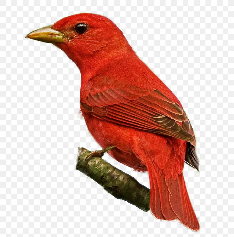 Tanager Bird Red-tailed Hawk Finch Clip Art, PNG, 657x832px, Tanager, Beak, Bird, Bird Of Prey, Buteo Download Free