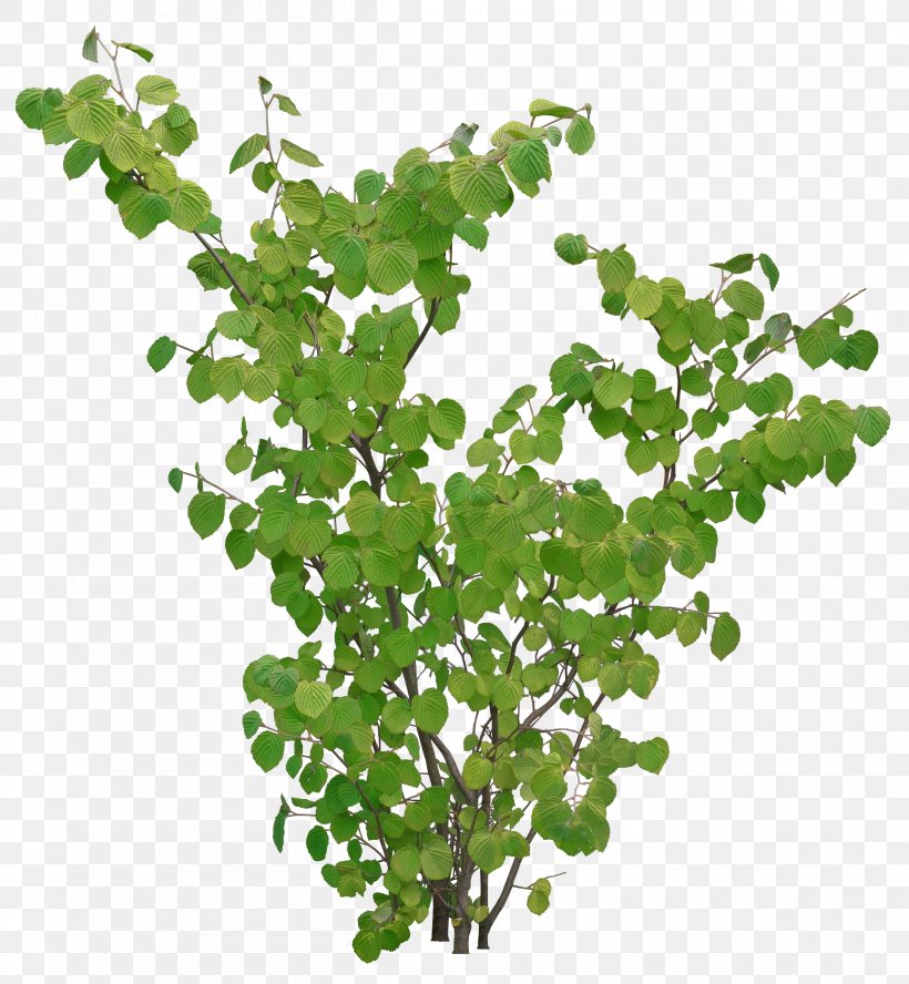 Tree Plant Color Model, PNG, 2400x2600px, Tree, Archive File, Branch, Color, Color Model Download Free