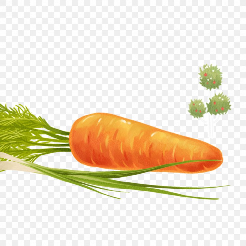 Baby Carrot Vegetable, PNG, 945x945px, Carrot, Baby Carrot, Cartoon, Daucus Carota, Drawing Download Free
