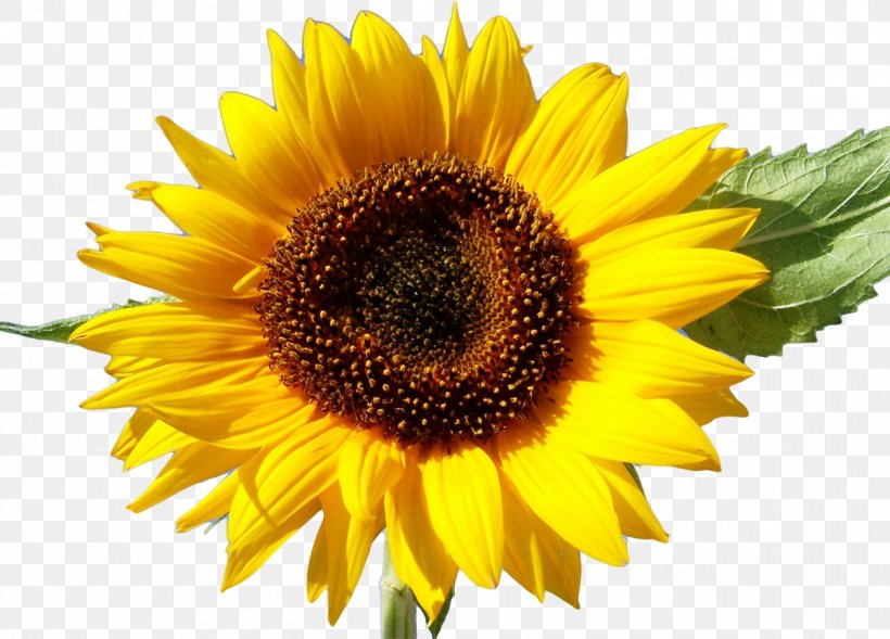 Stock Photography Common Sunflower Royalty-free Desktop Wallpaper, PNG, 1200x863px, Stock Photography, Annual Plant, Common Sunflower, Daisy Family, Depositphotos Download Free
