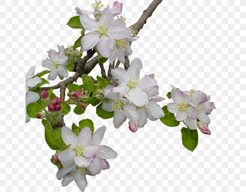 Blossom Flower Fruit Tree, PNG, 650x640px, Blossom, Branch, Cherry Blossom, Cut Flowers, Floral Design Download Free