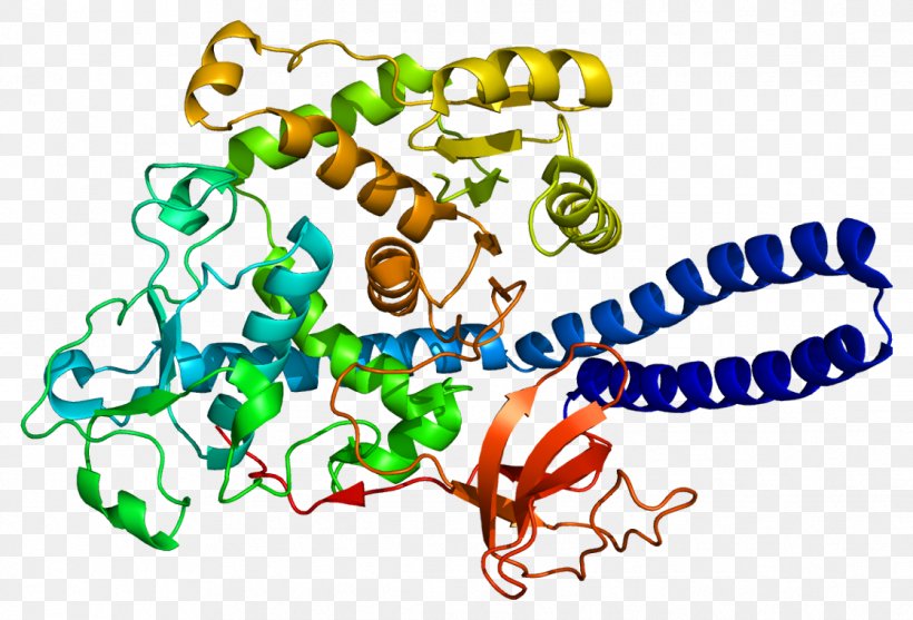 FUT8 Fucosyltransferase Protein FUT2 Fucosylation, PNG, 1119x761px, Watercolor, Cartoon, Flower, Frame, Heart Download Free