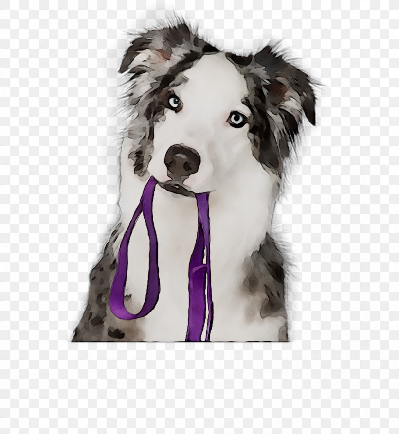 Dog Breed Border Collie Puppy Companion Dog Leash, PNG, 1016x1107px, Dog Breed, Australian Shepherd, Border Collie, Breed, Canidae Download Free