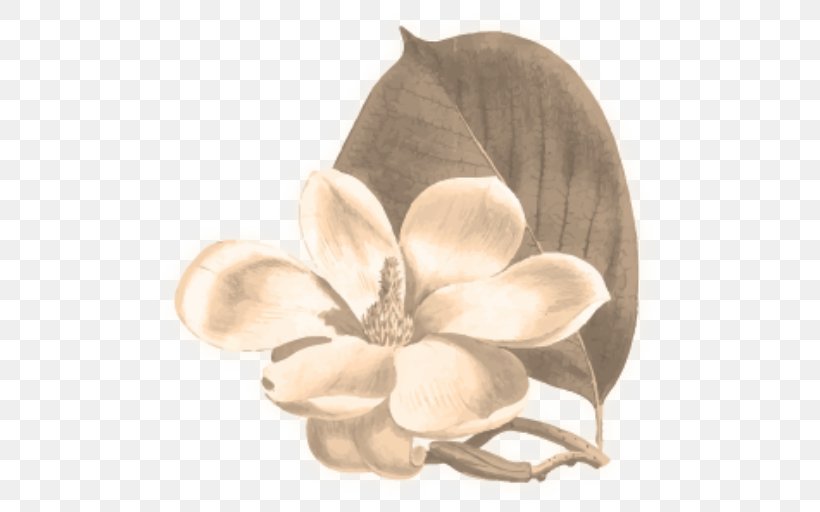 Flower Yulan Magnolia Botany Botanical Illustration Chinese Magnolia, PNG, 512x512px, Flower, Botanical Illustration, Botany, Chinese Magnolia, Color Download Free