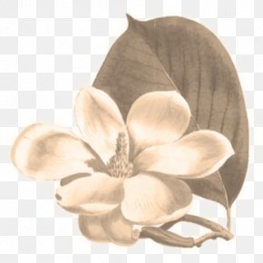 Flower - Flower Yulan Magnolia Botany Botanical Illustration Chinese Magnolia PNG