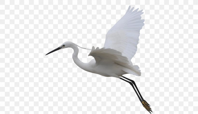 Crane Bird Flight Egret Wing, PNG, 1318x760px, Crane, Beak, Bird, Bird Flight, Crane Like Bird Download Free