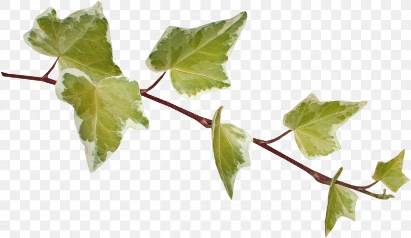 Leaf Photography Clip Art, PNG, 1600x928px, Leaf, Branch, Food, Grape Leaves, Grapevine Family Download Free