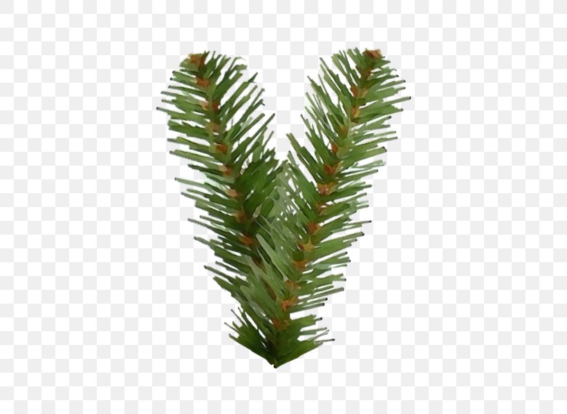 Shortleaf Black Spruce Columbian Spruce Balsam Fir Yellow Fir Oregon Pine, PNG, 600x600px, Watercolor, Balsam Fir, Canadian Fir, Columbian Spruce, Jack Pine Download Free