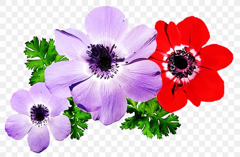 Violet Flower, PNG, 960x628px, Anemone, Annual Plant, Family, Flower, Geranium Download Free