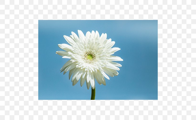Common Daisy Transvaal Daisy Chrysanthemum Oxeye Daisy Flower, PNG, 500x500px, Common Daisy, Annual Plant, Aster, Asterales, Chrysanthemum Download Free