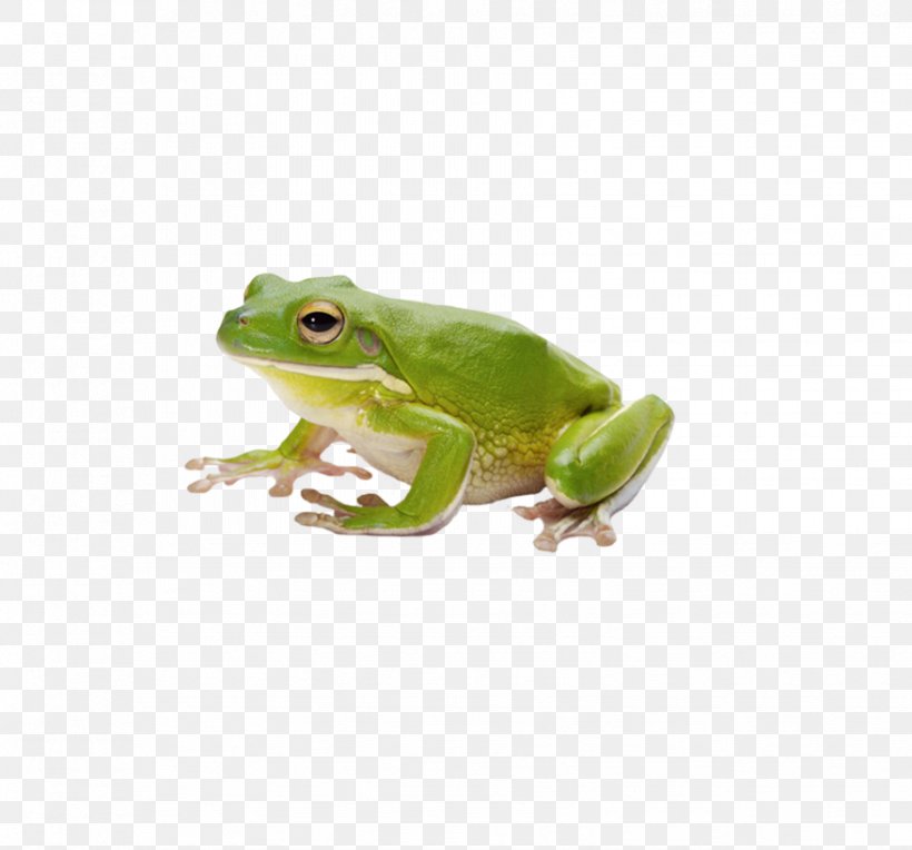 Common Frog Amphibian Tadpole, PNG, 878x819px, Frog, American Bullfrog, Amphibian, Animal, Balance Of Nature Download Free