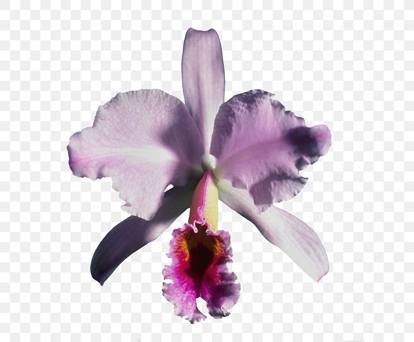 Crimson Cattleya Clip Art Orchids JPEG, PNG, 626x678px, Watercolor, Cartoon, Flower, Frame, Heart Download Free