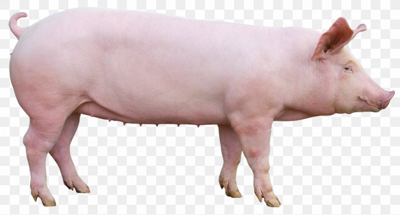 Domestic Pig Le Porc Pig's Ear Pork, PNG, 886x477px, Domestic Pig, Animal, Fauna, Livestock, Mammal Download Free