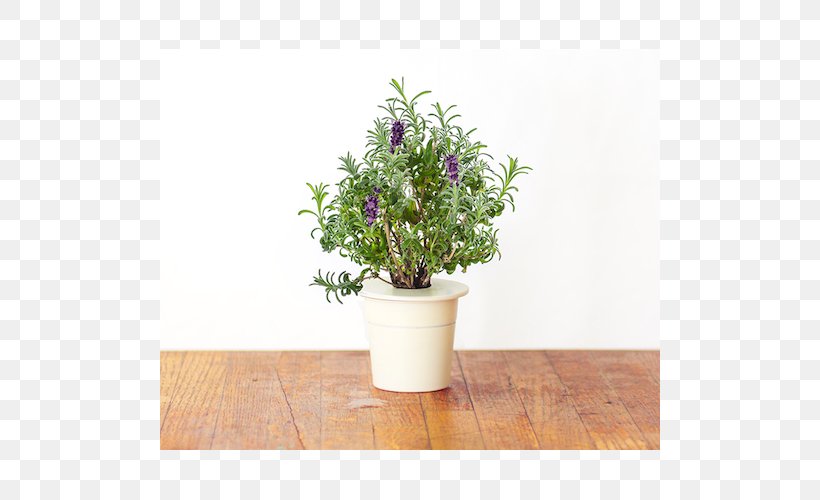English Lavender Plant Hyssop Shrub Garden, PNG, 500x500px, English Lavender, Basil, Flowerpot, Garden, Garden Roses Download Free