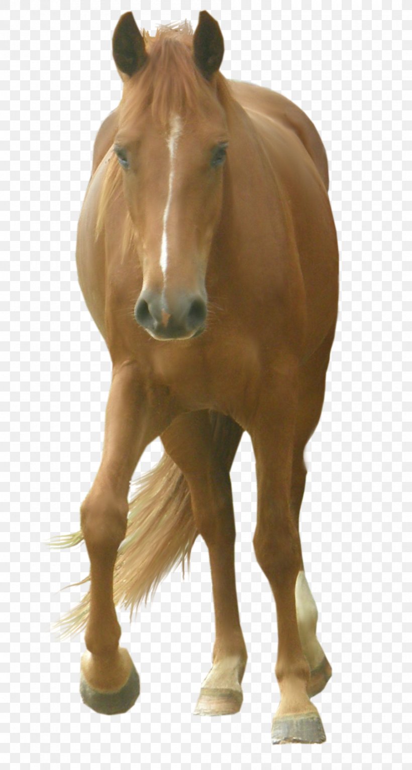 Horse PhotoScape Clip Art, PNG, 900x1684px, Horse, Bit, Bridle, Colt, Computer Software Download Free