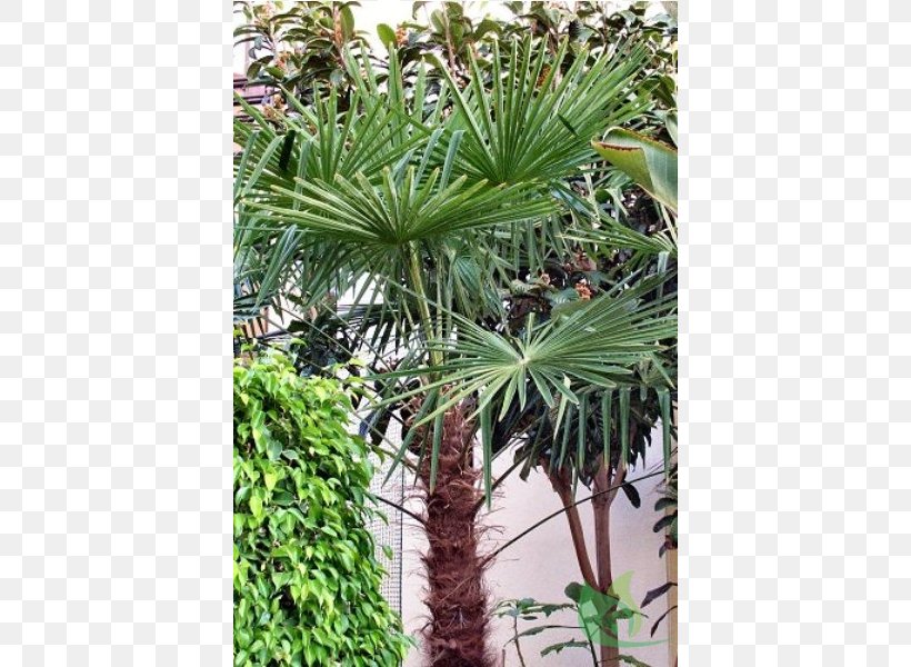 Asian Palmyra Palm Arecaceae Canoas Garden Center Saw Palmetto Trachycarpus, PNG, 600x600px, Asian Palmyra Palm, Arecaceae, Arecales, Borassus, Borassus Flabellifer Download Free