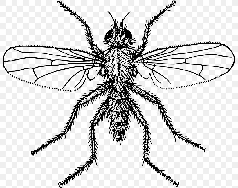 Fly Insect Hymenopterans Clip Art, PNG, 800x648px, Fly, Arthropod, Black And White, Butterflies And Moths, Drawing Download Free