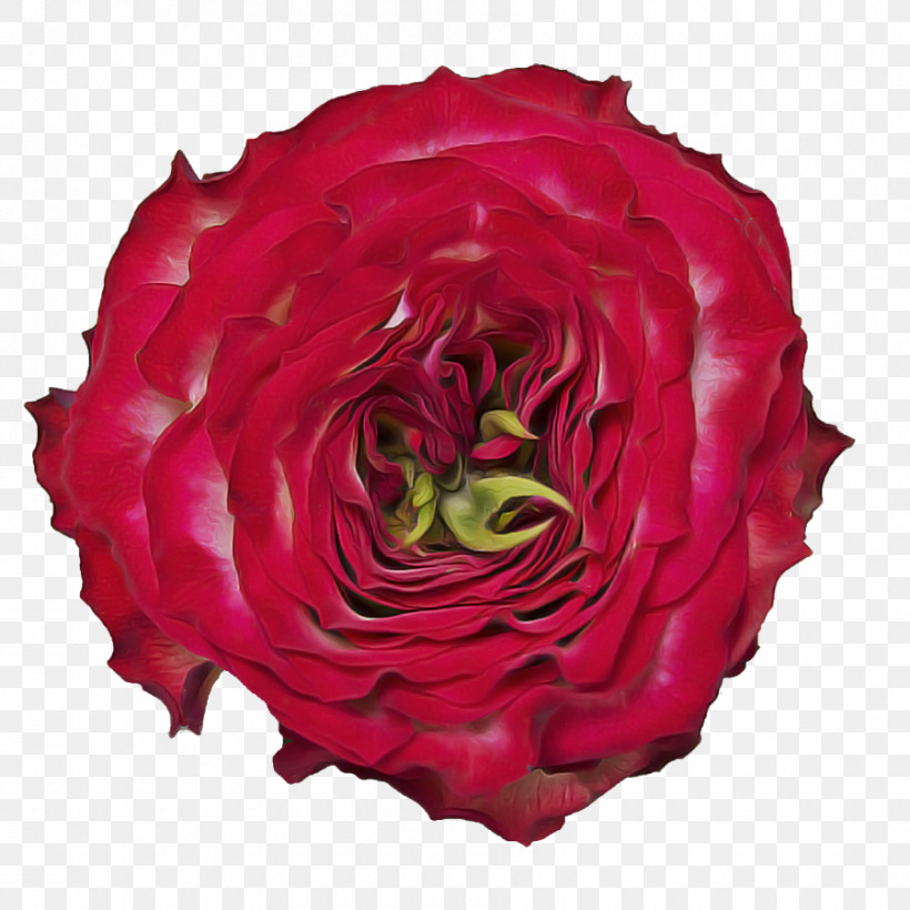 Garden Roses, PNG, 900x900px, Flower, Annual Plant, Cut Flowers, Floribunda, Garden Roses Download Free