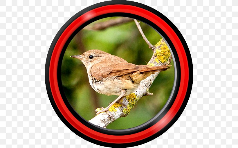 Android Application Package 1-5 Bird Application Software, PNG, 512x512px, Android, Aptoide, Beak, Bird, Desktop Environment Download Free