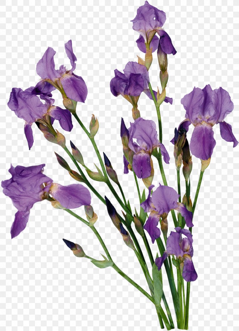 Flower Bouquet Clip Art, PNG, 866x1200px, Flower, Archive File, Color, Cut Flowers, Data Compression Download Free