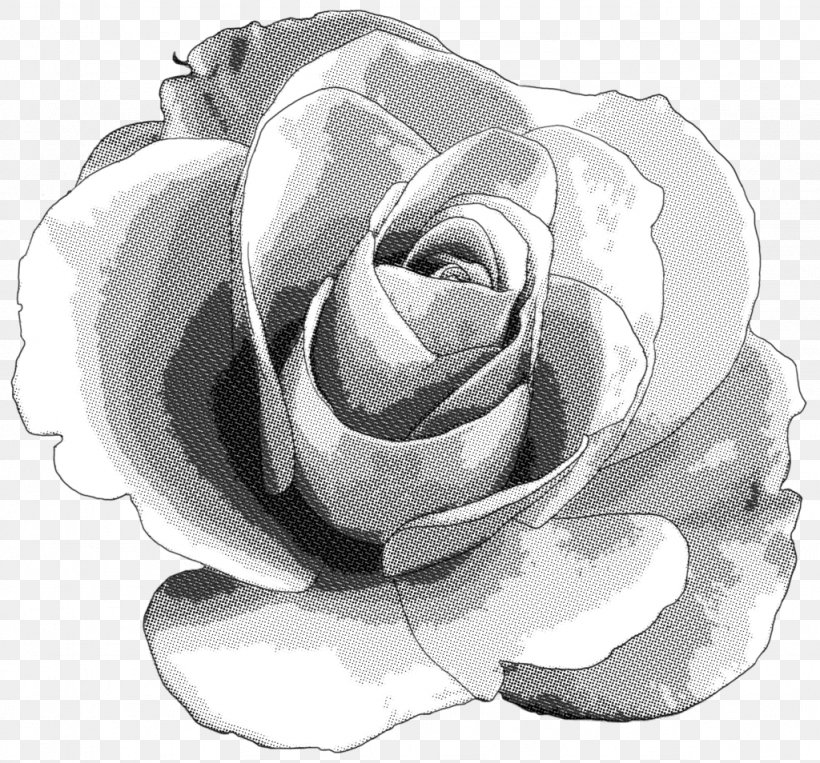 Centifolia Roses Monochrome Photography, PNG, 1024x954px, Centifolia Roses, Artwork, Black And White, Drawing, Flower Download Free