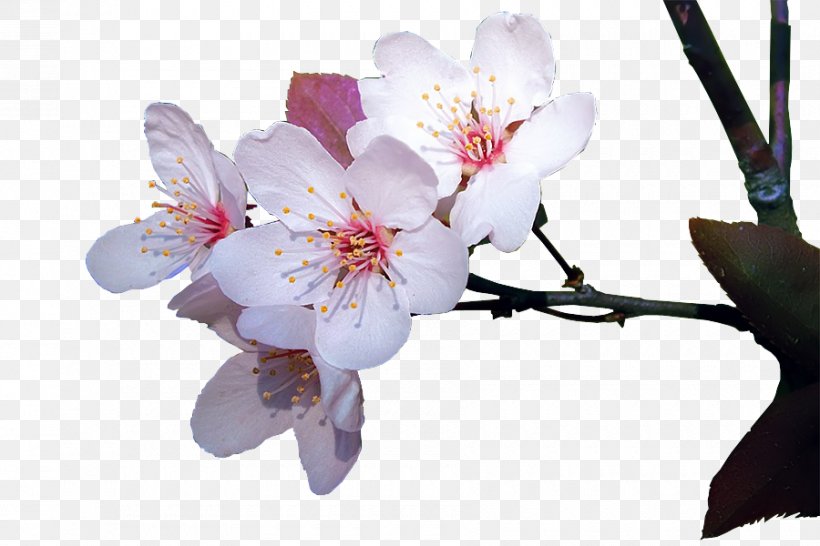 Cherry Blossom ST.AU.150 MIN.V.UNC.NR AD Cherries Flowering Plant, PNG, 900x600px, Blossom, Branch, Cherries, Cherry Blossom, Flower Download Free