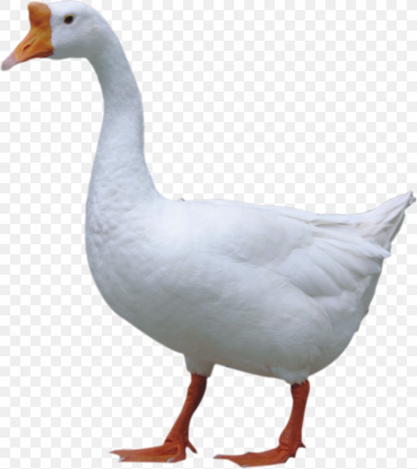 Duck Domestic Goose Jintan District, PNG, 1433x1612px, Duck, Beak, Bird, Chicken Egg, Domestic Goose Download Free