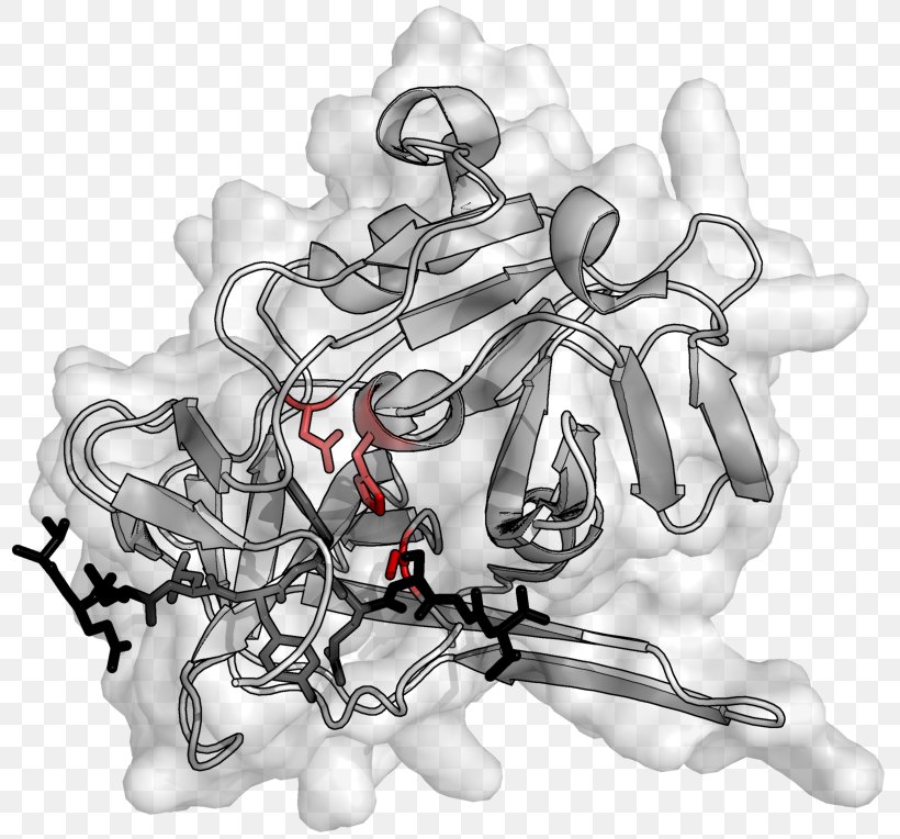 Enzyme Protease Pancreas Amylase Elastase, PNG, 816x764px, Enzyme, Amylase, Astatine, Black And White, Catalytic Triad Download Free