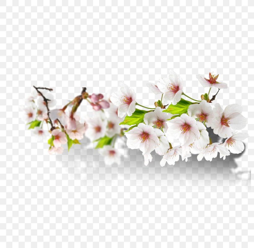 Floral Design, PNG, 800x800px, Floral Design, Blossom, Branch, Cherry Blossom, Designer Download Free