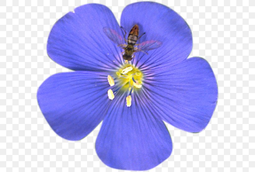 Flower Blue Flax Tea Room Photography, PNG, 591x555px, Flower, Blue, Cobalt Blue, Flowering Plant, Geraniales Download Free