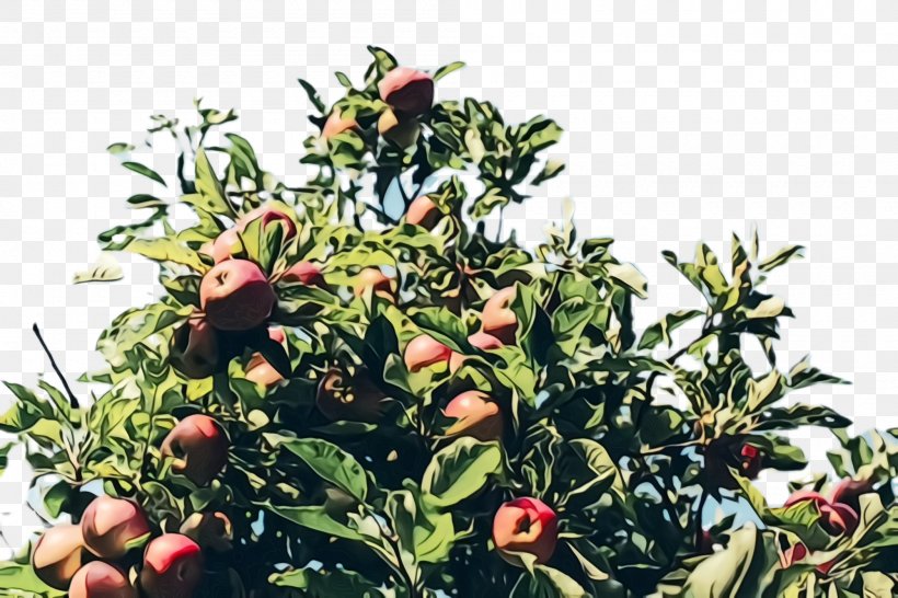 Fruit Tree, PNG, 2000x1332px, Watercolor, Apple, Flower, Flowering Plant, Food Download Free