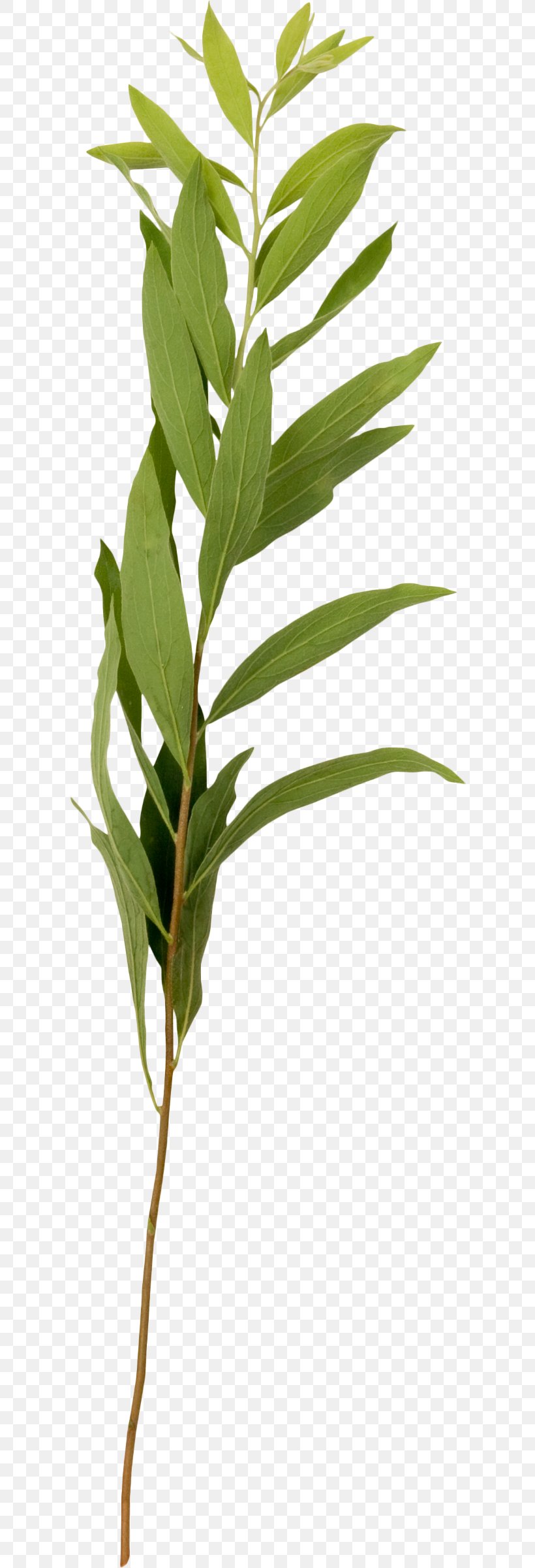 Photography Plant Collage Yandex Search, PNG, 609x2400px, Photography, Advertising, Author, Branch, Collage Download Free