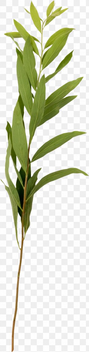 Greenery - Photography Plant Collage Yandex Search PNG