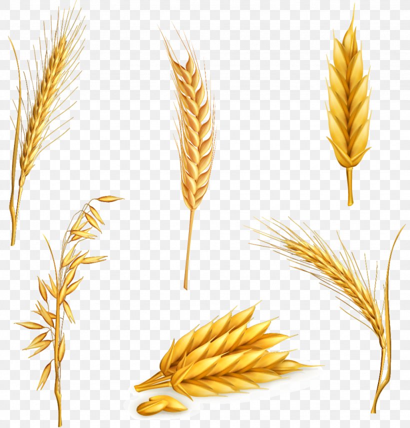 Vector Six Kinds Of Wheat, PNG, 1026x1072px, Common Wheat, Barley, Cereal, Cereal Germ, Commodity Download Free