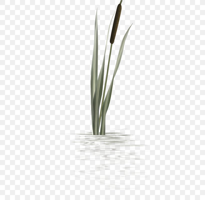 Flower Close-up Plant Stem, PNG, 468x800px, Flower, Closeup, Family, Grass, Grass Family Download Free