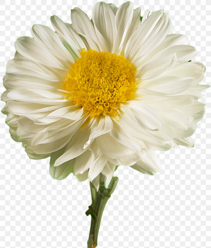 Flower Desktop Wallpaper White Petal UXGA, PNG, 1018x1200px, Flower, Annual Plant, Aster, Chamaemelum Nobile, Chrysanths Download Free