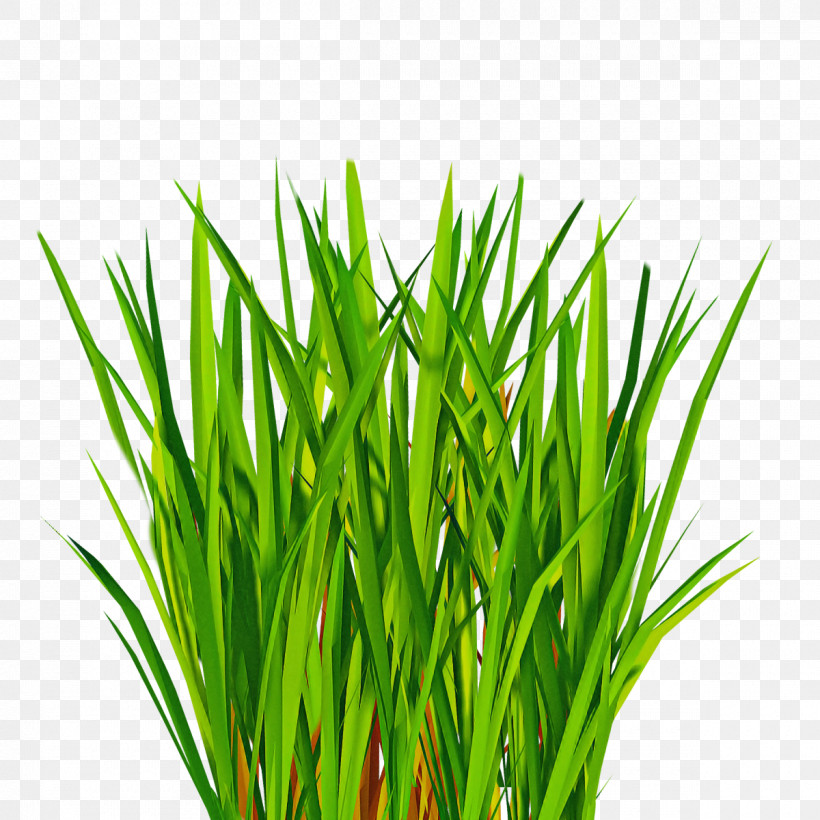 Grass Plant Green Grass Family Wheatgrass, PNG, 1200x1200px, Grass, Chives, Chrysopogon Zizanioides, Flower, Grass Family Download Free