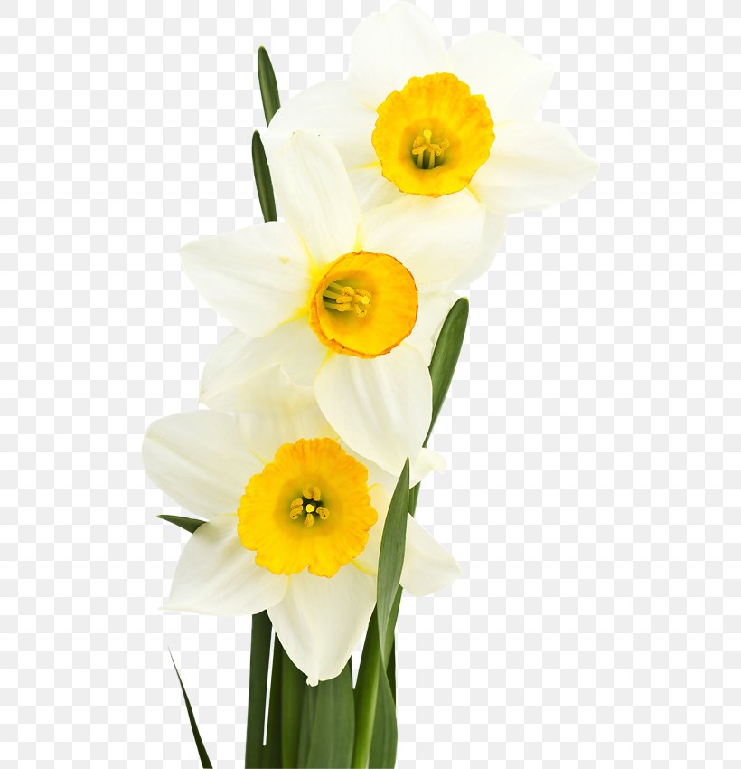 White Bunch-flowered Daffodil Yellow Green, PNG, 508x850px, White, Amaryllis Family, Autumn, Bunchflowered Daffodil, Color Download Free