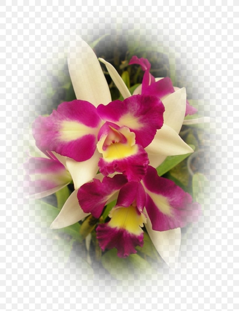Cut Flowers Moth Orchids Floral Design Cattleya Orchids, PNG, 800x1066px, Cut Flowers, Blog, Building, Cattleya, Cattleya Orchids Download Free